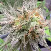 Super Bud Greenhouse Seeds