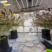 Super Bud Greenhouse Seeds