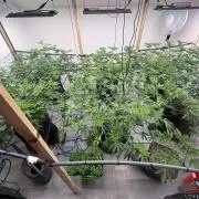 Super Bud Greenhouse
