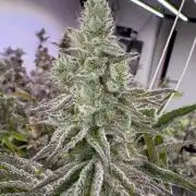 Super Bud Greenhouse Seeds