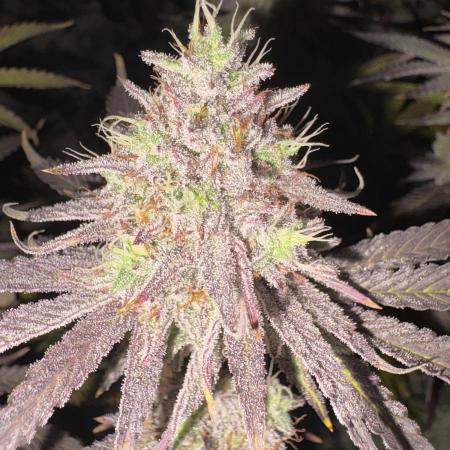 Super Bud Greenhouse Seeds