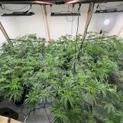 Super Bud Greenhouse