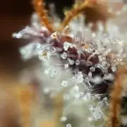 Super Bud Greenhouse Seeds