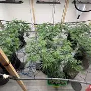 Super Bud Greenhouse