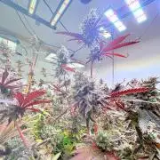Super Bud Greenhouse Seeds