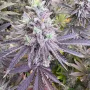 Super Bud Greenhouse Seeds
