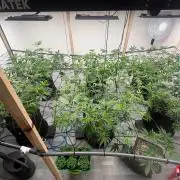 Super Bud Greenhouse