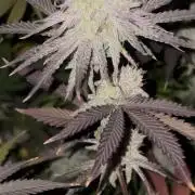 Super Bud Greenhouse Seeds
