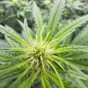 Super Bud Greenhouse