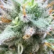 Super Bud Greenhouse Seeds