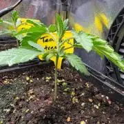 Tea tree #1,#2,#3