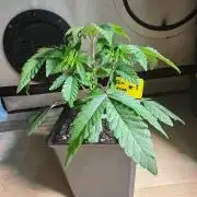Tea tree #1,#2,#3