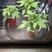 Sommergrow 2026