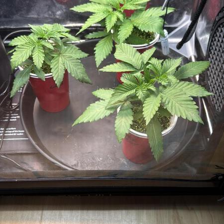 Sommergrow 2026