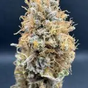 Wintergrow 2025