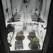 Sommergrow 2026