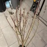 Wintergrow 2025