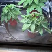Sommergrow 2026