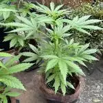 Wedding Cake Auto