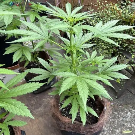 Wedding Cake Auto