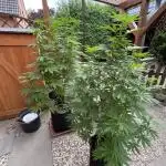 2x Special Kush 1 Outdoor