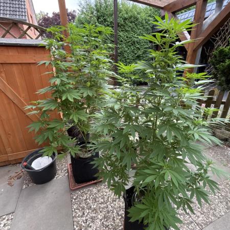 2x Special Kush 1 Outdoor