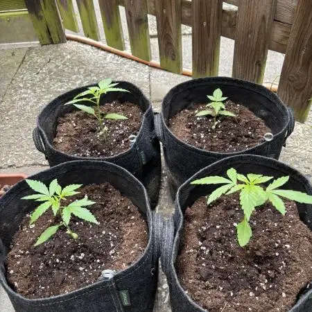 Wedding Cake Auto