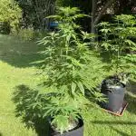 2x Special Kush 1 Outdoor