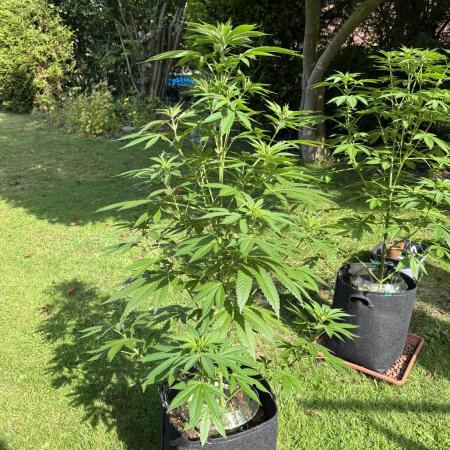2x Special Kush 1 Outdoor