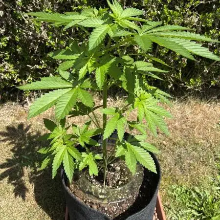 2x Special Kush 1 Outdoor