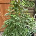 2x Special Kush 1 Outdoor