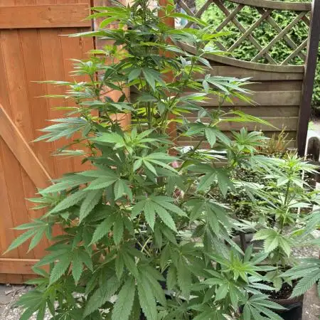 2x Special Kush 1 Outdoor