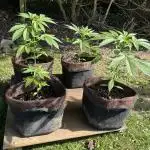 Wedding Cake Auto