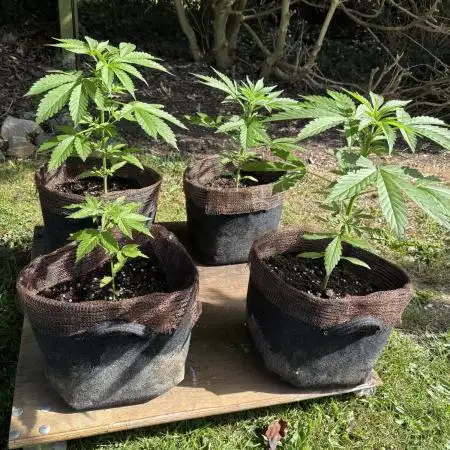 Wedding Cake Auto