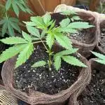Wedding Cake Auto