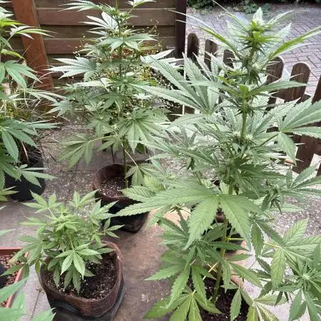 Wedding Cake Auto