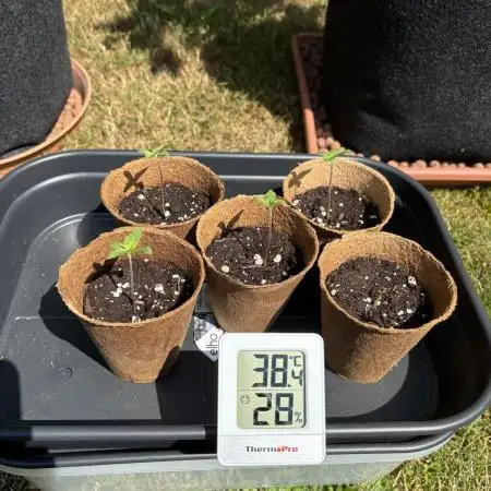 Wedding Cake Auto