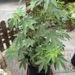 2x Special Kush 1 Outdoor