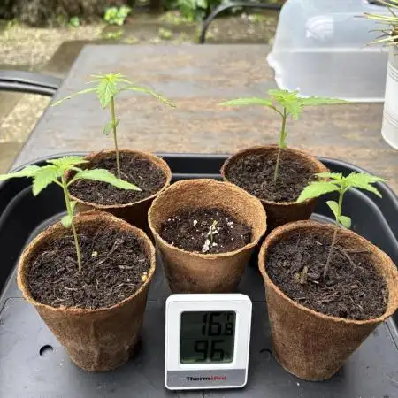 Wedding Cake Auto