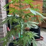 2x Special Kush 1 Outdoor