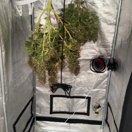Blue Cheese Auto and Sweet ZZ Auto RQS