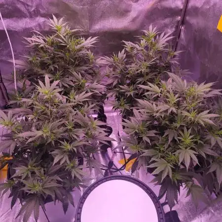 Zombie Kush | 4 Grow