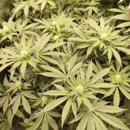 Runtz | Eternity Grow Cup 2025 Second Grow