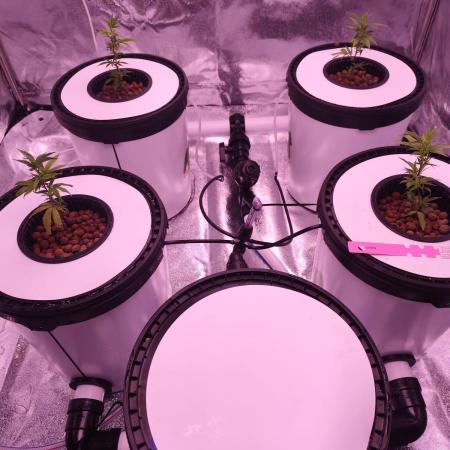 Zombie Kush | 4 Grow