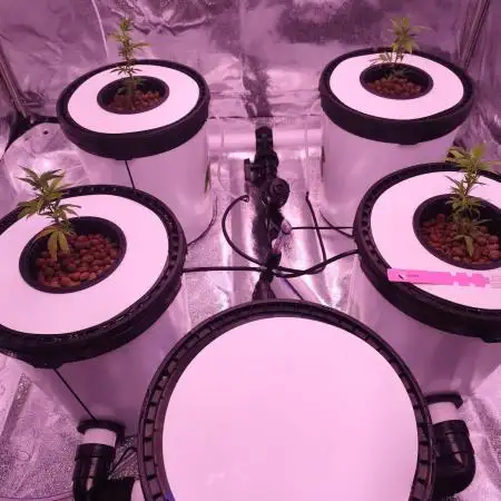 Zombie Kush | 4 Grow