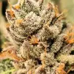 Permanet Marker | 1st cuts | 3 grow