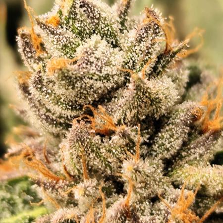 Permanet Marker | 1st cuts | 3 grow