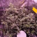 Zombie Kush | 4 Grow