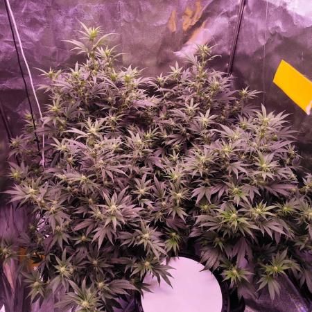 Zombie Kush | 4 Grow