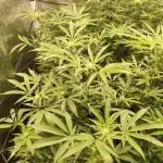 Permanet Marker | 1st cuts | 3 grow